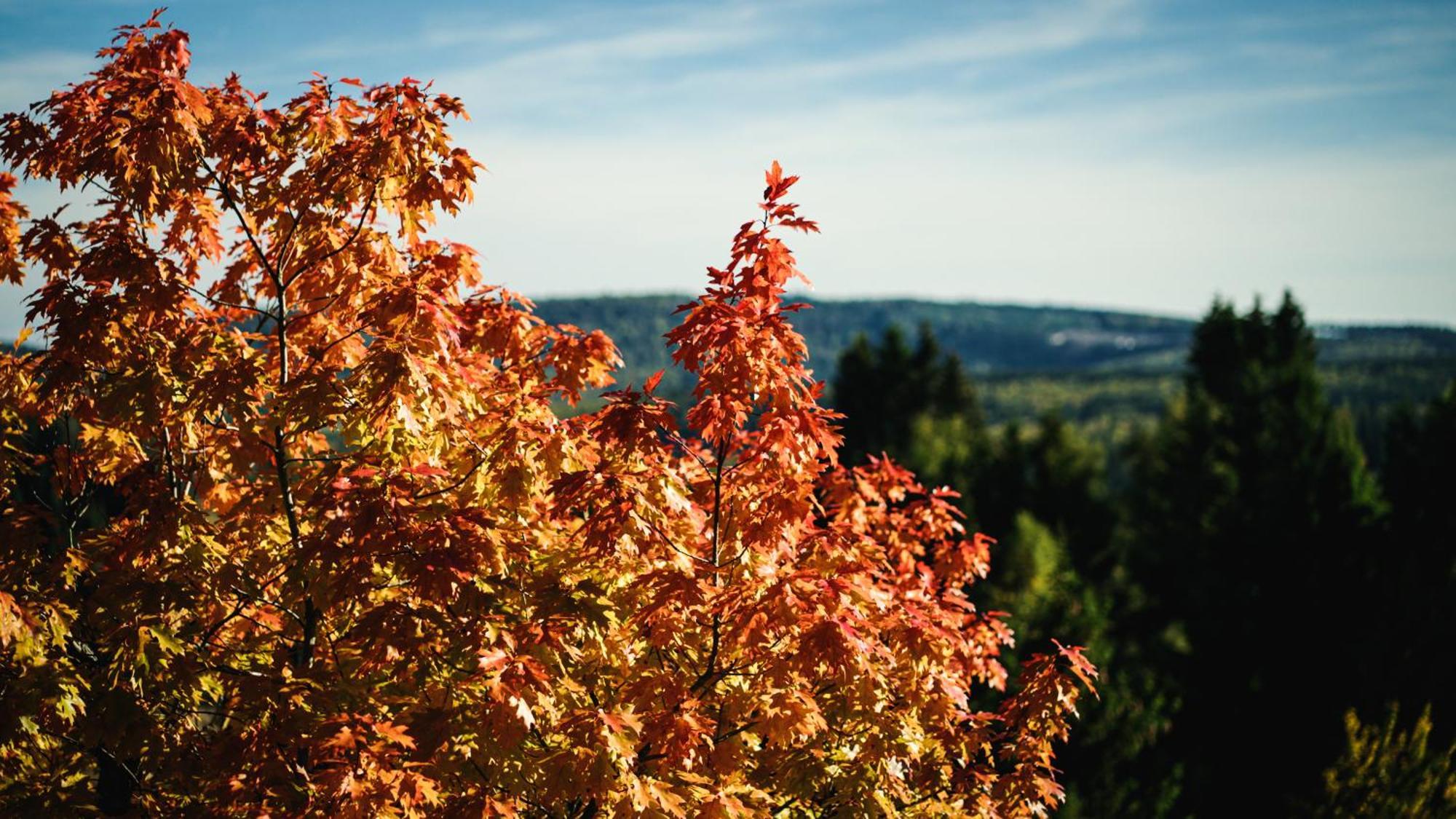 Astenturm Hotel (Adults Only) Winterberg Esterno foto